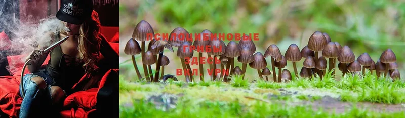 Псилоцибиновые грибы Psilocybe  Зеленокумск 